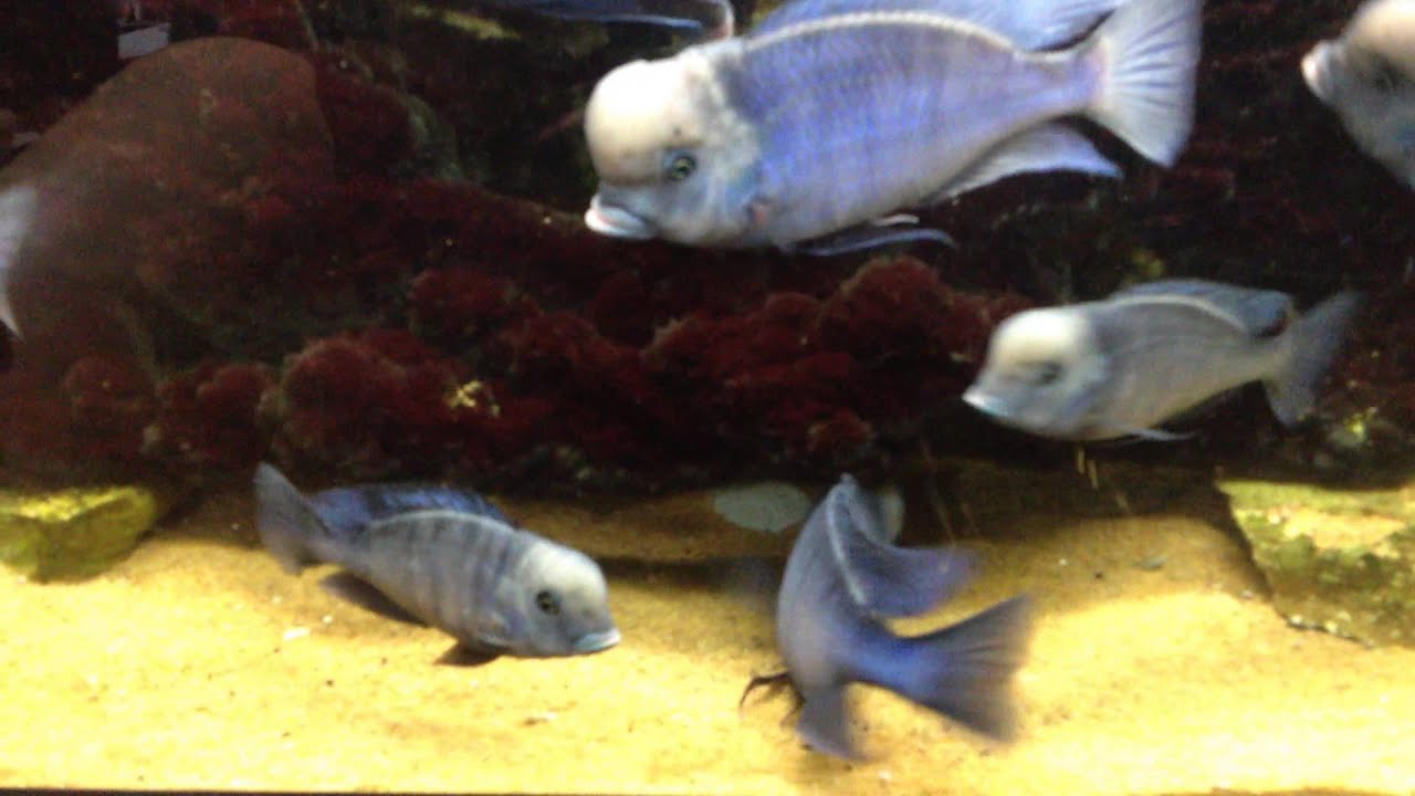 Cichlid blue dolphin how to set up youtube
