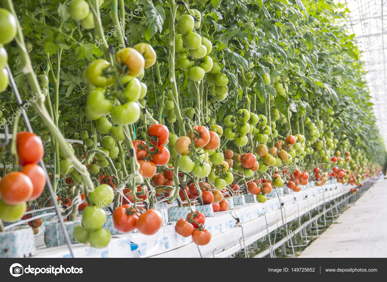 Manual cultivo de tomate hidroponico