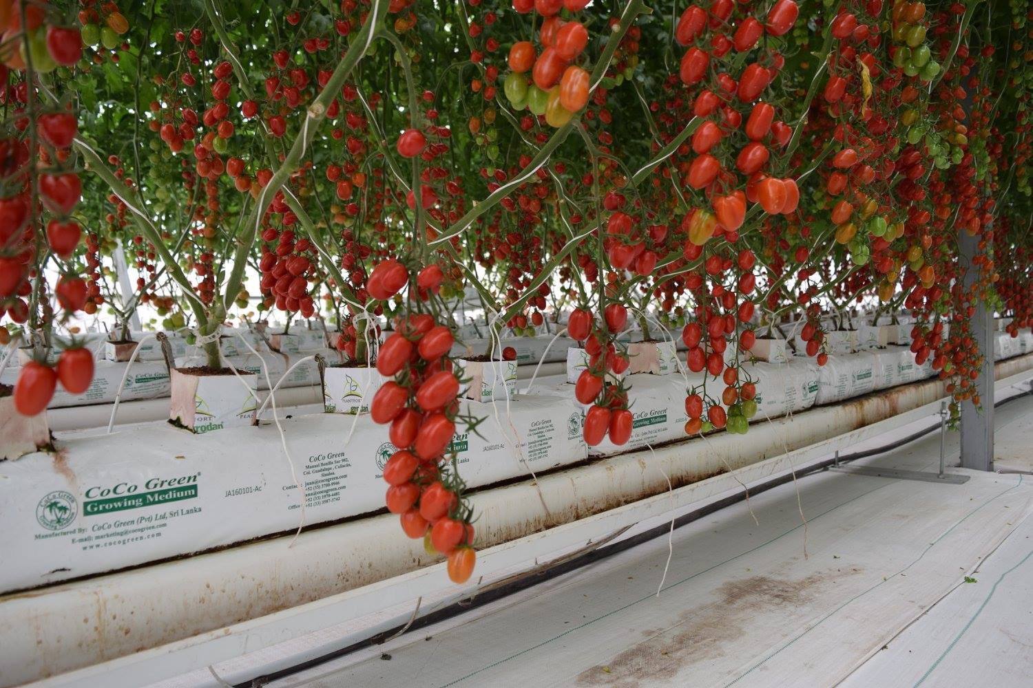 Manual cultivo de tomate hidroponico